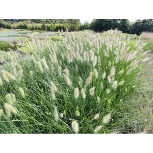 Perovec psiarkovitý (Pennisetum alopecuroides) ´LITTLE BUNNY´ kont. P9